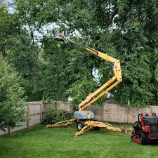 Professional Tree Removal in Algona, WA