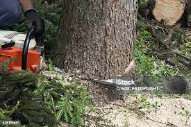 Best Lawn Pest Prevention  in Algona, WA