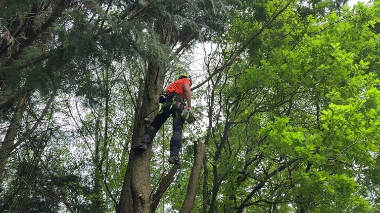 Best Tree Health Inspection  in Algona, WA